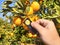 Supervisor tests citrus fruits of the citrus trees with a handheld magnifier for insect pests