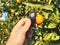 Supervisor tests citrus fruits grow on the citrus tree branch for insect pests with a handheld magnifier.