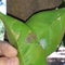 Supervisor tests the citrus leaf