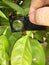 Supervisor tests the insect pests of the citrus trees