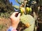 Supervisor tests opuntia cactus fruits