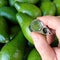 Supervisor tests ripe avocado fruits
