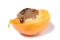 Superworm eating apricot isolated