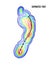 Supinated foot, arch deformation, bottom view. Foot weight distribution.