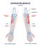 Supinator muscle with right arm anatomical bone structure outline diagram