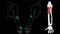 Supinator muscle. Trigger points in the muscles of the hands.