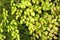 Suplir, Adiantum Venustum Himalayan maidenhair fern, green foliage background