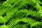 Suplir is a popular fern for decorating a room or garden that belongs to the adiantum genus.