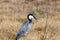Supper Time - Great Blue Heron Bird