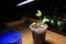Supplementary lighting of young sprout of rose flower in early spring by LED lamp at home. Closeup.