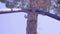 Support stands near pine with dry climbing plants on trunk