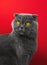 Suprised cat studio portrait, blue scottish fold and animal emotions, expressions, red isolated background, copy space