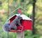 Suqirrel trying to get the sunflower seeds from the feeder.