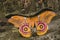 Suraka Silk Moth - Antherina suraka