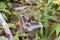 The Suraka Silk Moth (Antherina suraka) in Ranomafana national p