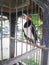 a suren starling in a cage, with a beautiful feather color