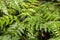Suren, Surian, Toona sureni Merr., toona green leaves for natural background