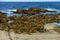 Surf Breaking Asilomar State Marine Reserve California