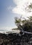 Surf hits tree coastline of palms and drywood at Pohoiki  beach