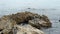 Surf Among Rock Formation Monterey Bay California