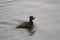 Surf Scoter