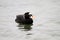 Surf Scoter