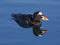 Surf Scoter