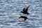 Surf scoters soar over a tranquil body of water, wings spread wide in a display of grace and beauty