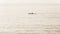 Surf Ski Canoe Paddler Ocean Silhouetted