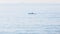 Surf Ski Canoe Paddler Ocean Silhouetted
