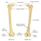 Surface anatomy of the human femur