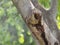 Surface big trunk tree in the park Rough skin bark