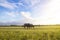 Surface blurey Buffalo in the meadow on the blue sky