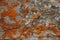Surface coarse grained sedimentary rock conglomerate mortar elegant sunburst lichen, Xanthoria elegans. Natural texture pattern