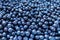 Surface is covered with a thick layer of forest blueberries, moorland harvest. Natural background.