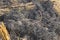 The surface of the earth covered with ash. Charred grass. Field with burned vegetation