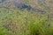 The surface of the forest lake overgrown with algae Vodokras ordinary