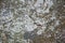 Surface granite stone with colored lichen. Abstract natural back