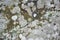 Surface granite stone with colored lichen. Abstract natural back