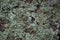 Surface granite stone with colored lichen. Abstract natural back