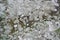 Surface granite stone with colored lichen. Abstract natural back