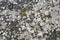 Surface granite stone with colored lichen. Abstract natural back