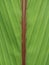 Surface green leaf, red leaf bone of Payawan, herb hemp