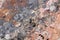 Surface of natural  red stone crimson quartzite porphyry overgrown with moss and lichen