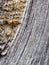 The surface of an old blackened wooden board. Visible are annual rings of wood and drops of dried resin. Photos with high contrast