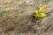 Surface of old cracked tree with a germinating plant and moss. Natural old wood texture background with cracks.