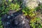 The surface of the old stump overgrown with bushes of wild cranberries.