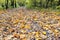 Surface of pathway covered by fallen leaves