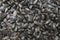 surface of a pile of a large number of sunflower seeds