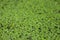 Surface of the pond completely covered with duckweed. Background photo with selective focus